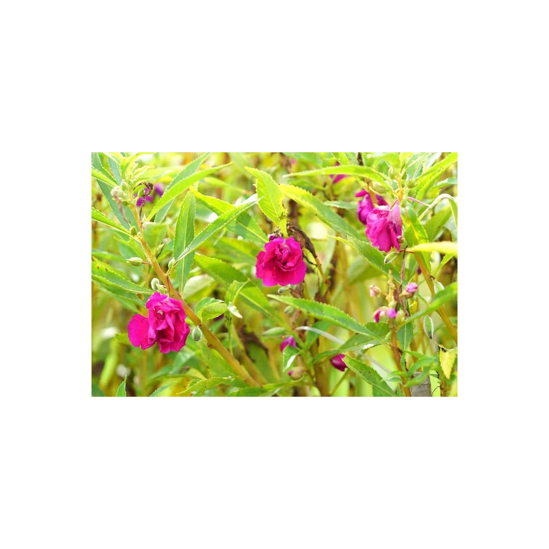 Bee Balm Melissa Officinalis Bee Flower For Planting Color Mix For Pollinator Gardens Herb [neera-v5-08b91b1f3aa9adfed50c]