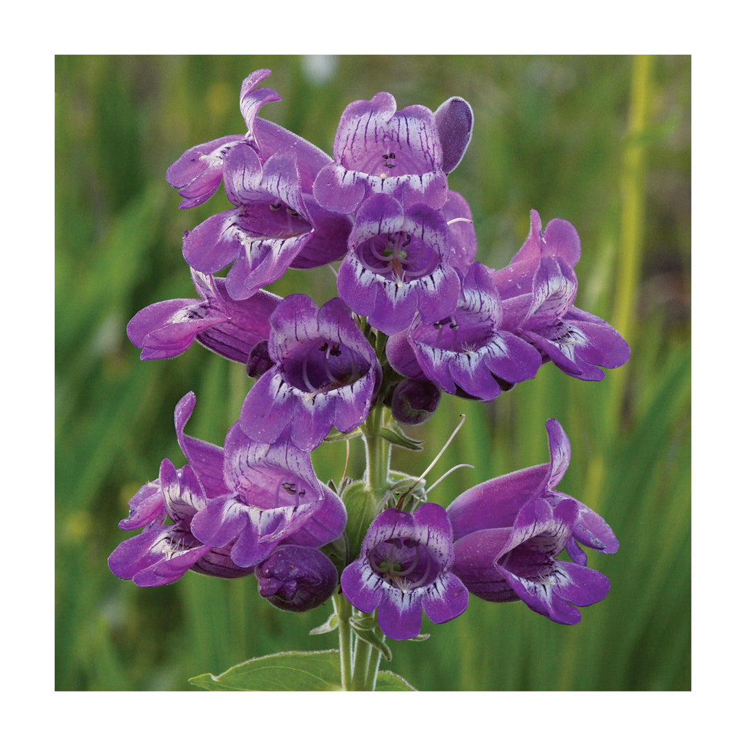 Purple Heirloom Non Gmo Beardtongue Flower Unique Garden Accents And Outdoor Planting Flower [neera-v5-08bdb89431dd2e31b96f]