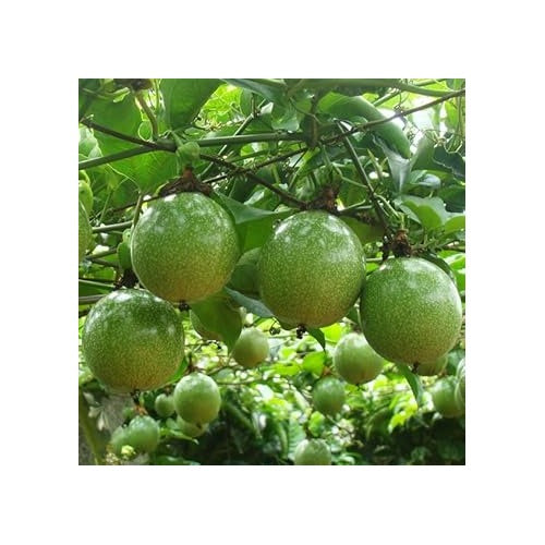 Passion Fruit Seeds [neera-v5-08c0351afb412d0e3ec2]