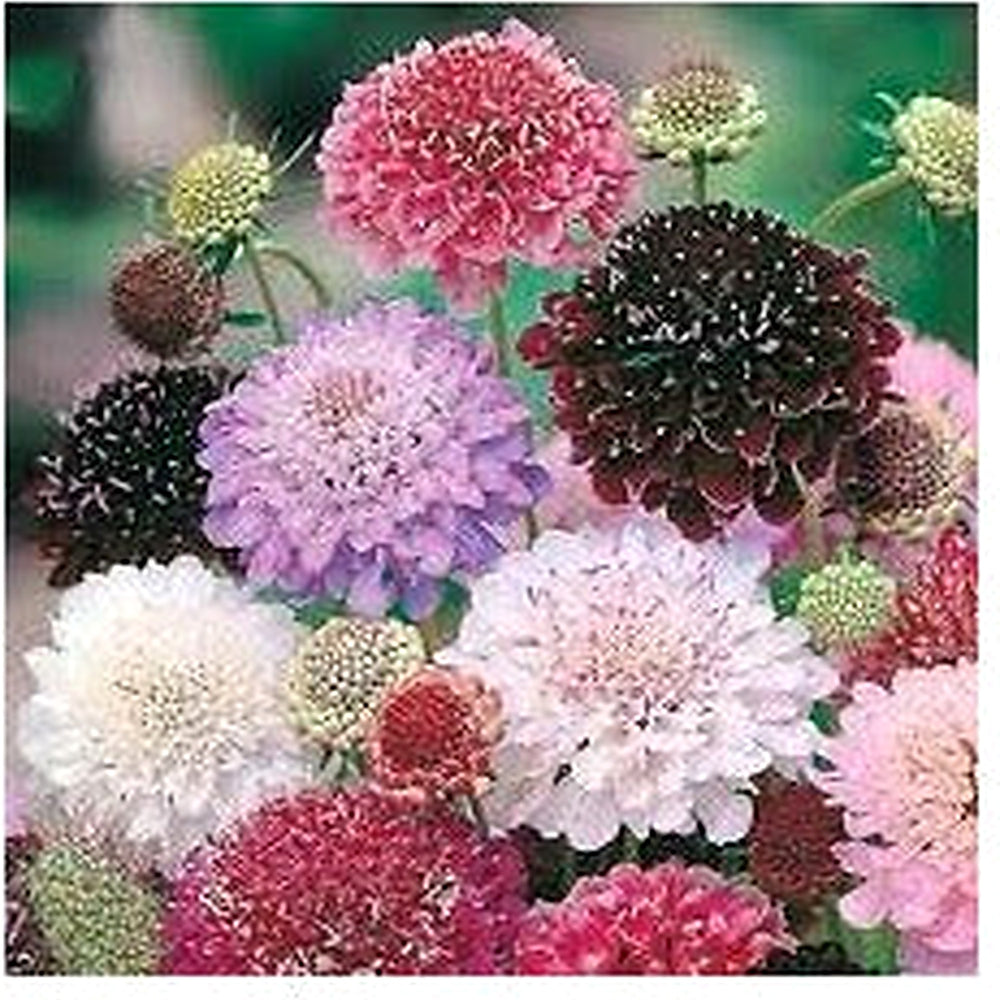 Yellow Scabious Flower Seeds for Planting [neera-v5-08da392da2d2a31a6ecb]