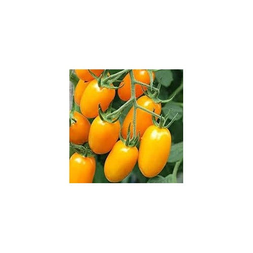 Heirloom Non-GMO Yellow Tomato Seeds for Planting [neera-v5-08da3d0b146a50f03186]