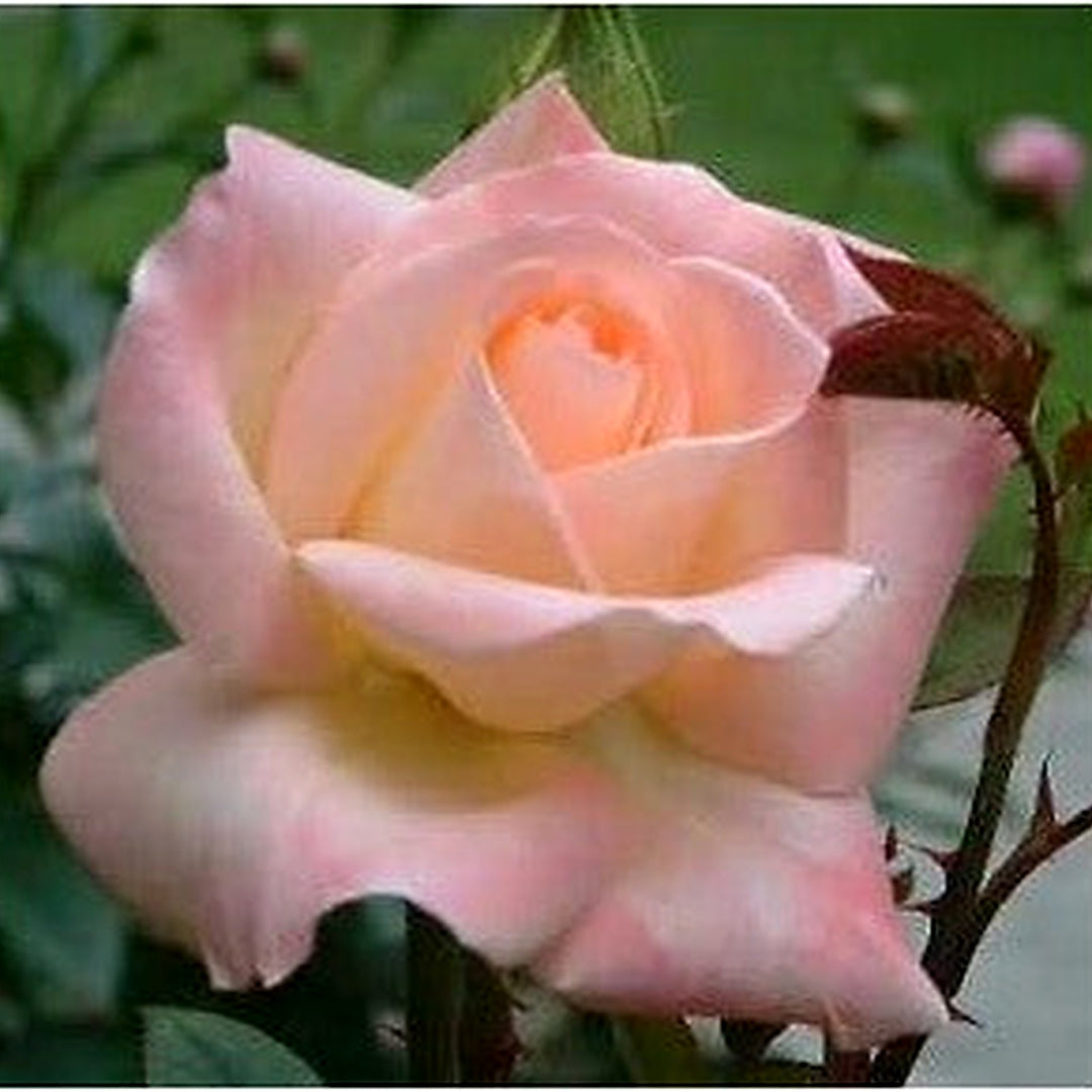 Pink Wales Rose Plant Seeds for Planting Non-GMO Heirloom Garden Seeds for Growing Beautiful Rose Bushes [neera-v5-08ee3371710db883bd5b]