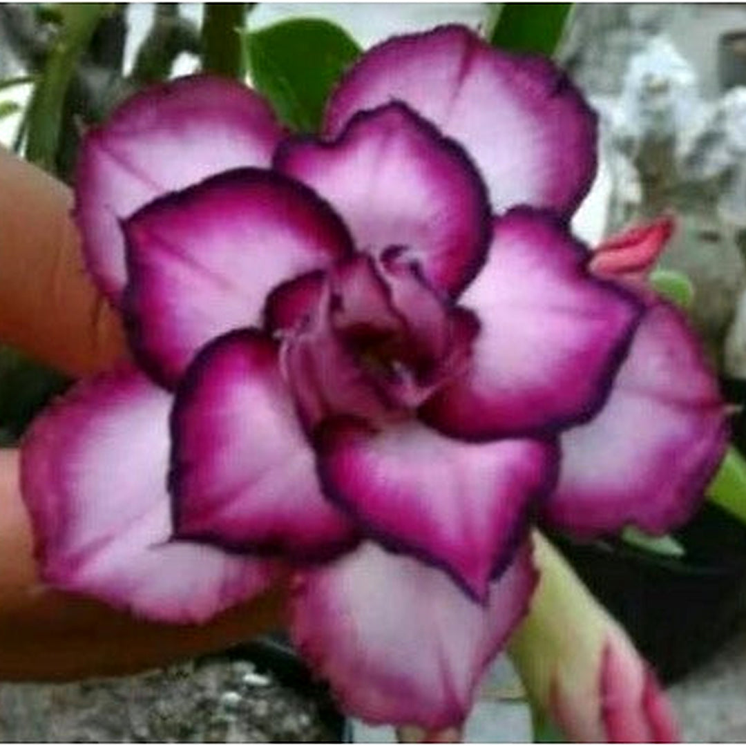 White Purple New Desert Rose Planting Adenium Obesum Flower Perennials Heirloom Non Gmo Flower [neera-v5-08f09d48c889b98cdadb]