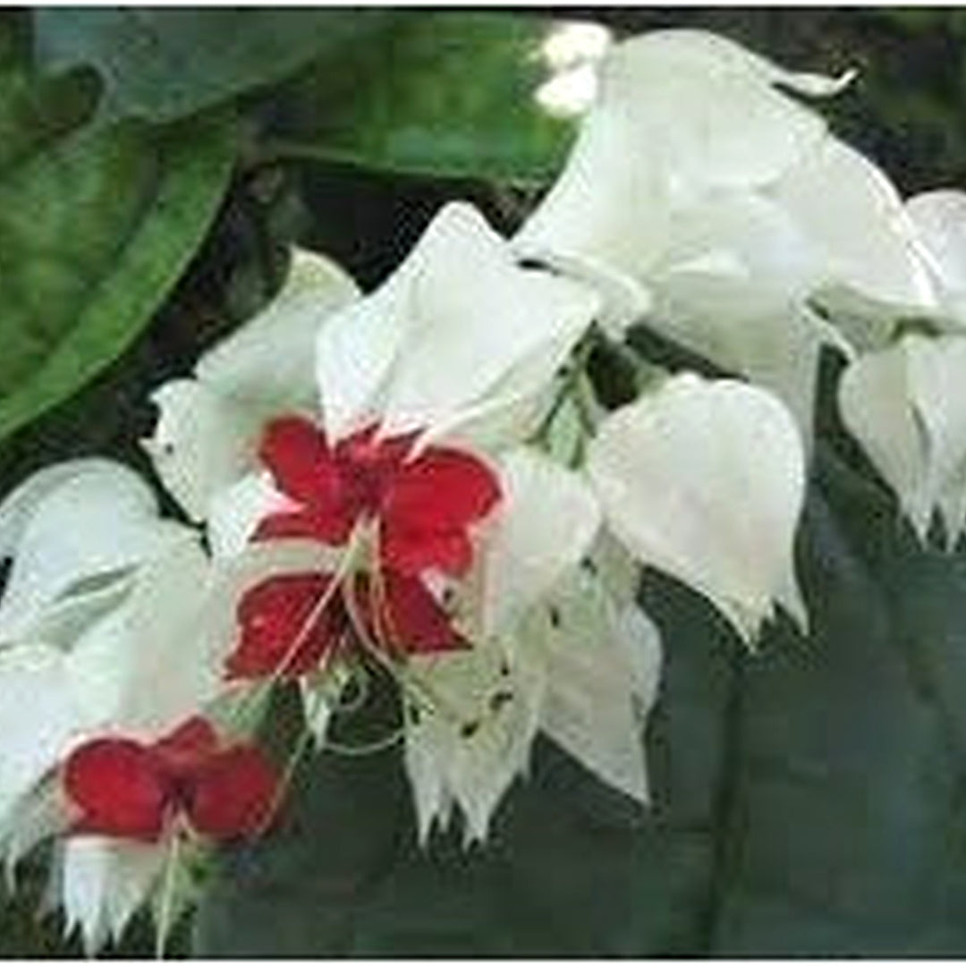 Clerodendrum Thomsonae Flower Seeds for Planting [neera-v5-08f391e5bbfc0333acd0]