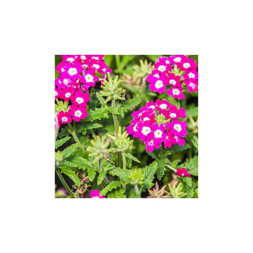 Burgundy Verbena Flower For Planting Flower Seeds for Home Garden Planting, Lush Organic Blooming [neera-v5-08fa3a93bbea5b727509]