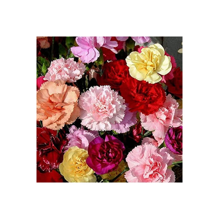 Dianthus Caryophyllus Rare Carnation Flower Flower Seeds for Home Garden Planting, Decorative [neera-v5-08fa9df78521cc4961bc]