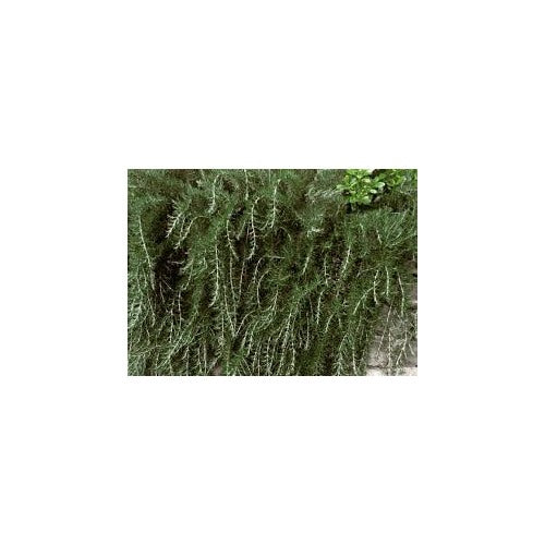 Trailing Irene Rosemary Herb Plant Seeds for Planting [neera-v5-0902b59f25299e3ca4f2]