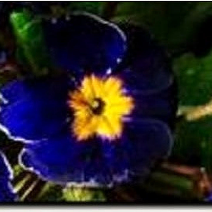Heirloom Non-GMO Blue Cobalt Primrose Flower Seeds [neera-v5-09030e570445bc072fa2]