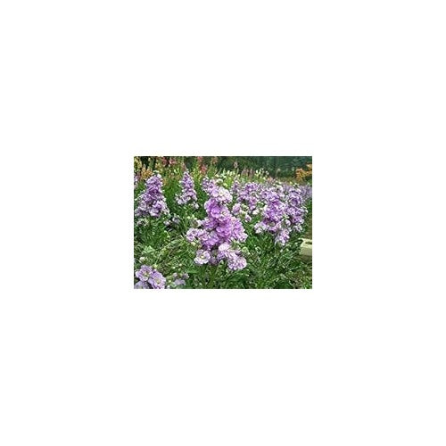 Organic Purple Mini Matthiola Flower Seeds for Planting [neera-v5-09139ffa62a2ae23ac77]