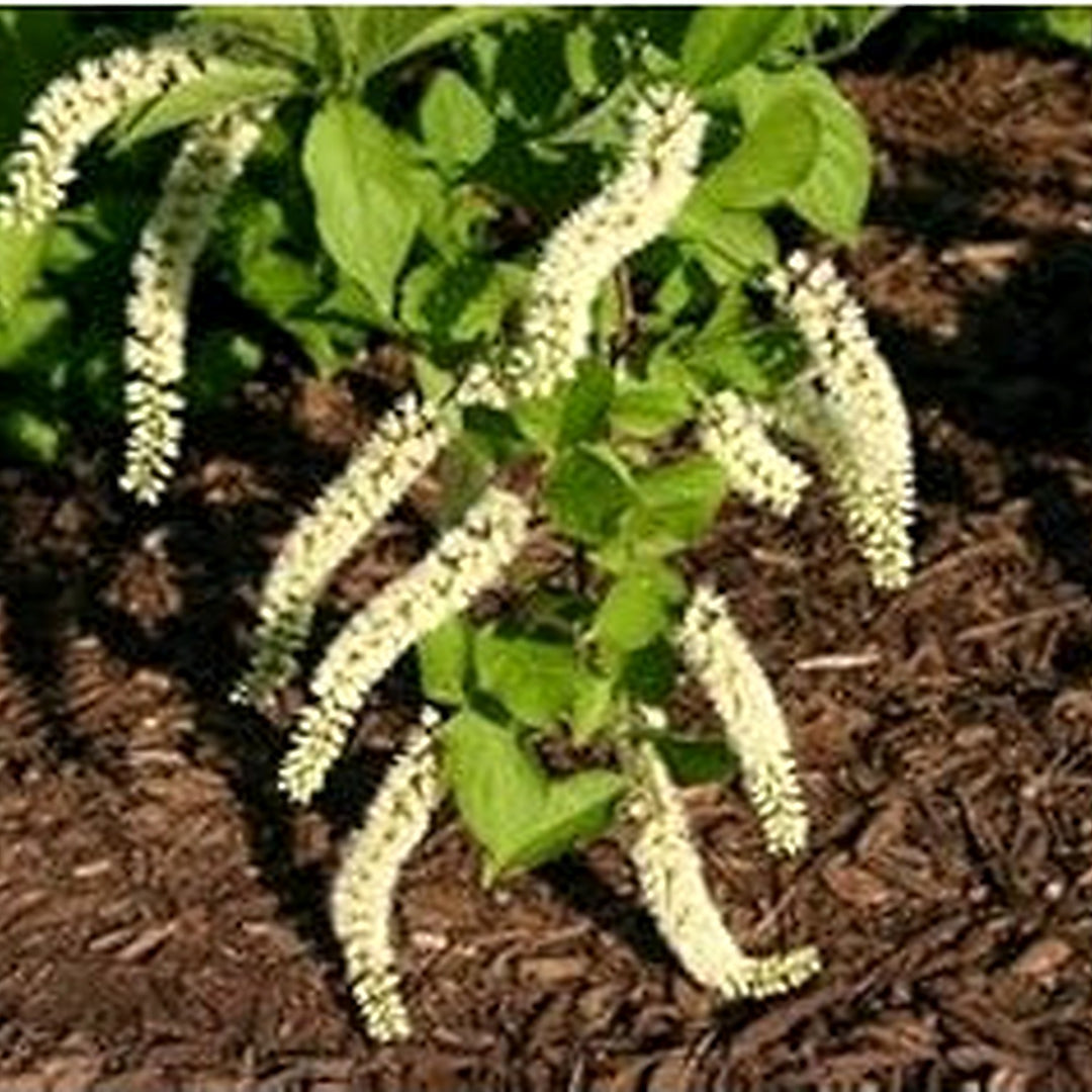 Organic White Sweetspire Flower Seeds for Planting [neera-v5-09236344c769c78933a0]
