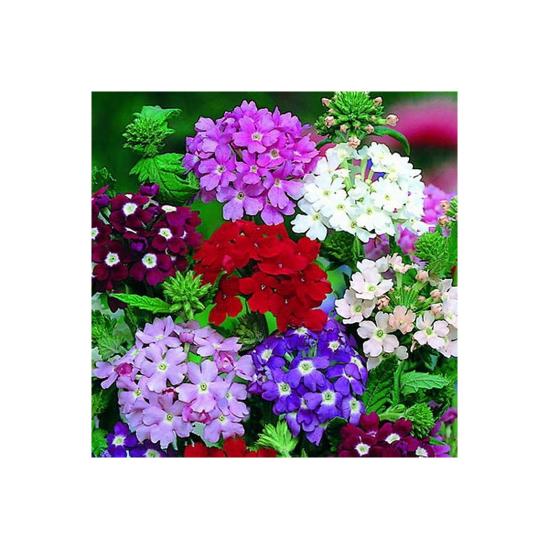 Mixed Verbena Flower For Planting Flower Seeds for Home Garden Planting, Blooming Organic Blooming [neera-v5-0937db24eeb110f12f4a]