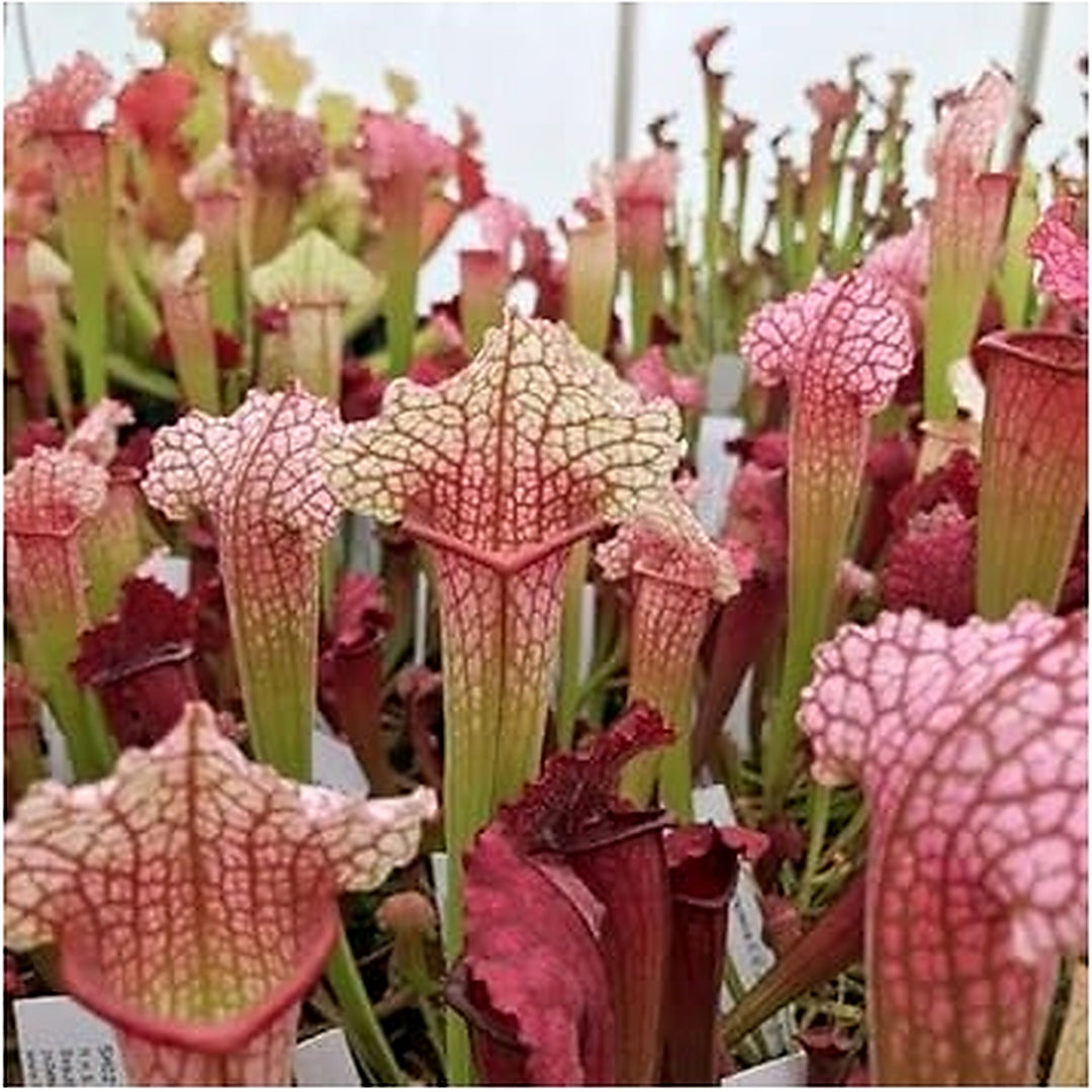 Organic Heirloom Non-GMO Sarracenia Seeds for Planting [neera-v5-09381f36f4feb9a0d9d1]
