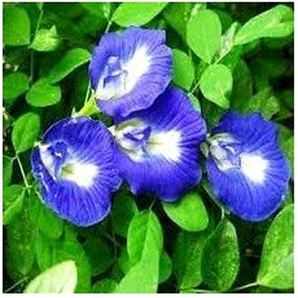 Heirloom Pinellia Flower Seeds, Non-GMO Unusual Shade-Loving Blooms for Garden Planting [neera-v5-0938a66dbea4934bc590]