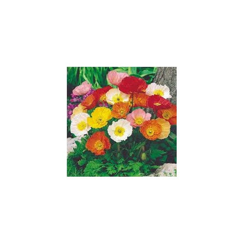 Heirloom Nudicaule Iceland Poppy Mix Flower Seeds for planting -Non-GMO Garden Seeds [neera-v5-09414b849939dafe8acb]