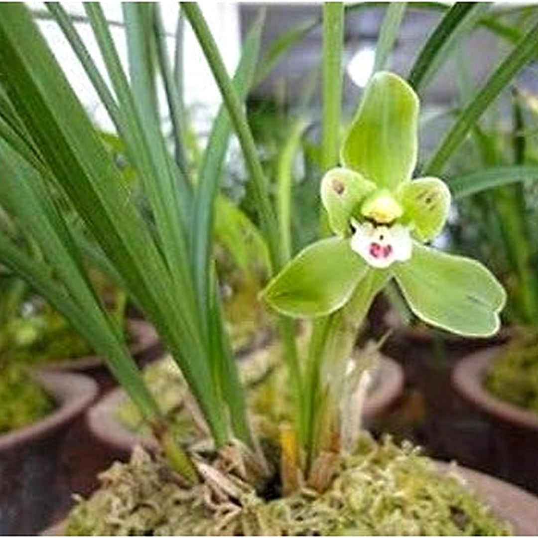 Pale Green Cymbidium Maxillaria Goeringii Seeds [neera-v5-094440a98c3e181e30e0]