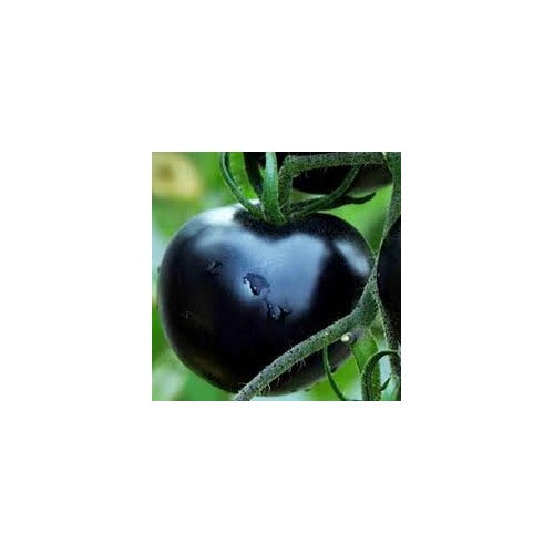 Indigo Rose Tomato Seeds for Planting | Heirloom, Non-GMO, High Germination Organic Garden Seeds [neera-v5-094cb46938a584d29b41]
