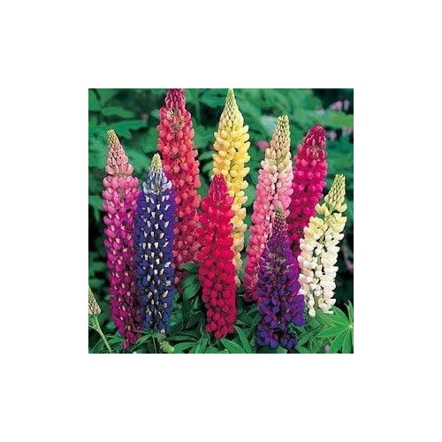 Mixed Lupine Flower Seeds for Planting [neera-v5-0950771eb7f985a5c70e]