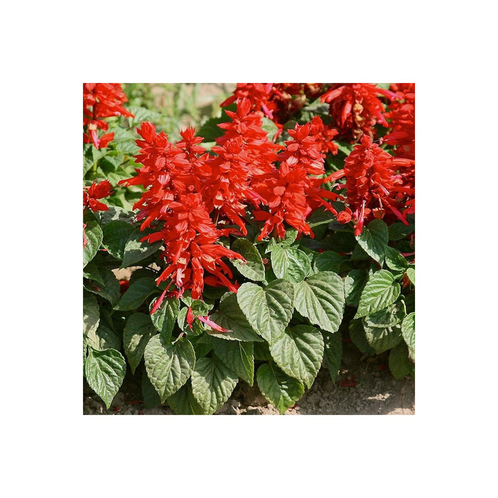Scarlet Sage Plant Flower Seeds for Home Garden Planting, Premium Organic Blooming Collection [neera-v5-095444f870f6a78b7960]