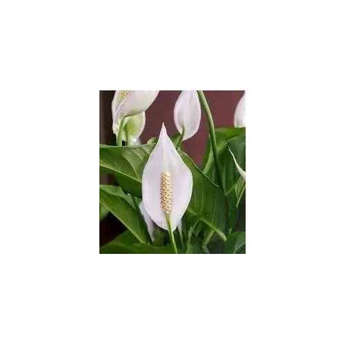 Peace Lily Plant For Planting Non Gmo Flower Seeds for Home Garden Planting, Lush Organic Blooming [neera-v5-09566faf3f2969316c27]