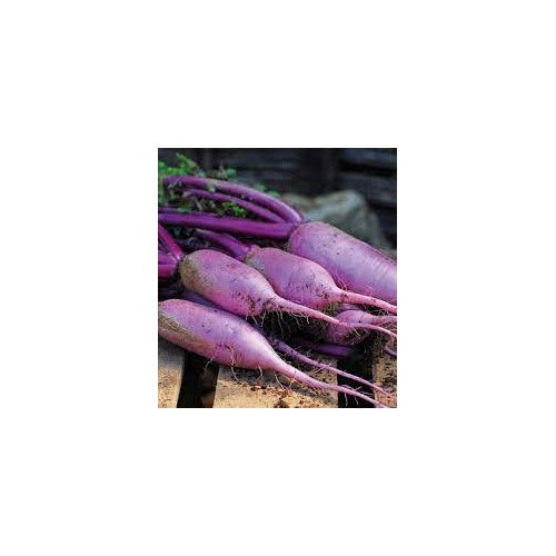 Heirloom Bluemoon Radish Vegetable Seeds for Planting [neera-v5-0958273f5132ee419bf8]