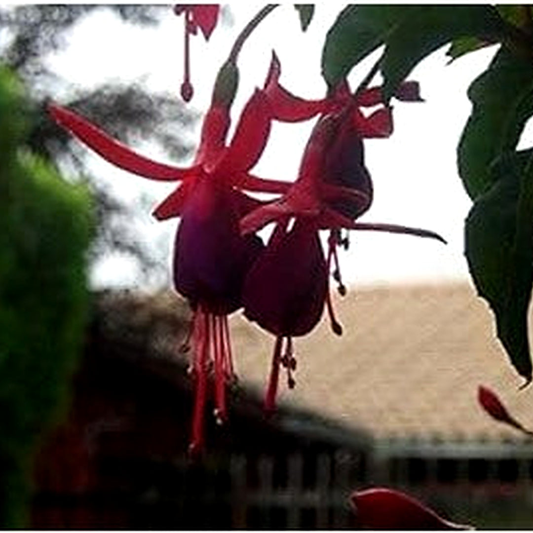 Heirloom Non-GMO Fuchsia Flower Seeds for Planting [neera-v5-096c3865a03810512183]