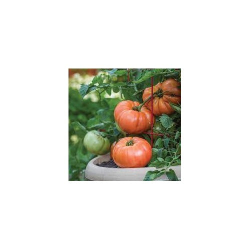 Beefsteak Tomato Seeds [neera-v5-096e443ff85978c48405]