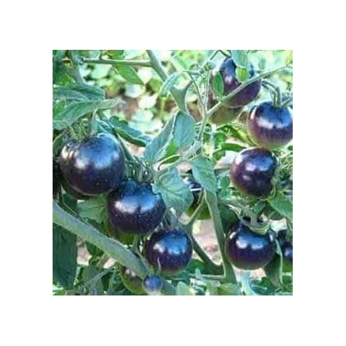 Heirloom Deep Purple Tomato Seeds [neera-v5-097095dff0cc37a8c411]
