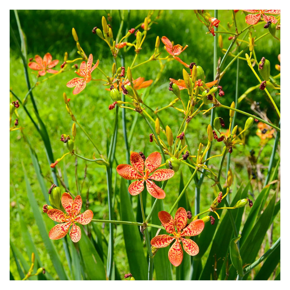 Blackberry Lily Flower Heirloom Non Gmo Freckled Blooms Unique Garden Planting Flower Seeds [neera-v5-09735ee6259bbb97673a]