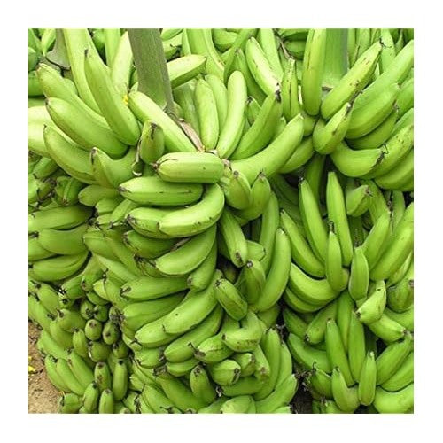 Green Banana Fruit Seeds for Planting [neera-v5-09741e0f72f8594b6ca6]