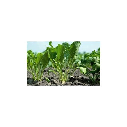 Beet Plant Seeds for Planting | Heirloom Non-GMO Organic Seeds for Sweet, Nutritious Garden Beets [neera-v5-097f60b34bec1e4c3ae5]