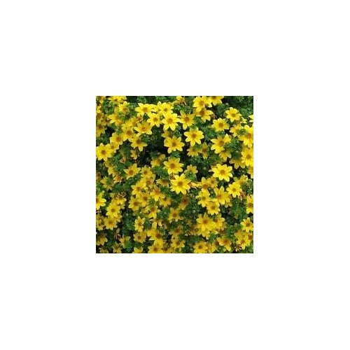 Yellow Bur Marigold Flower Seeds [neera-v5-09879753f79a62d37fc4]