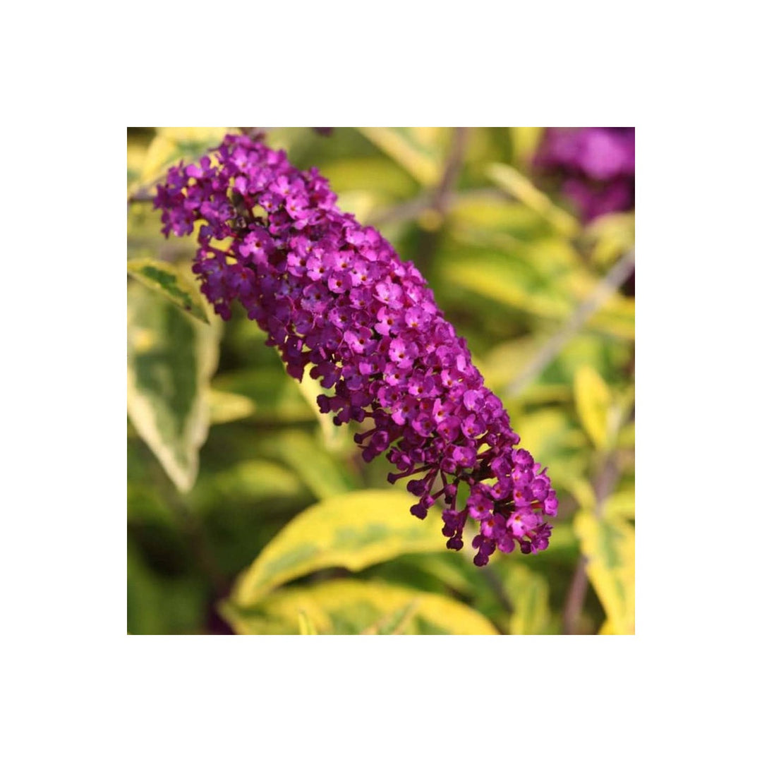 Violet Buddleia Davidii Plant Planting Heirloom Non Gmo Flowering Shrubs Flower Seeds Home [neera-v5-0991f3808ef98c08c632]