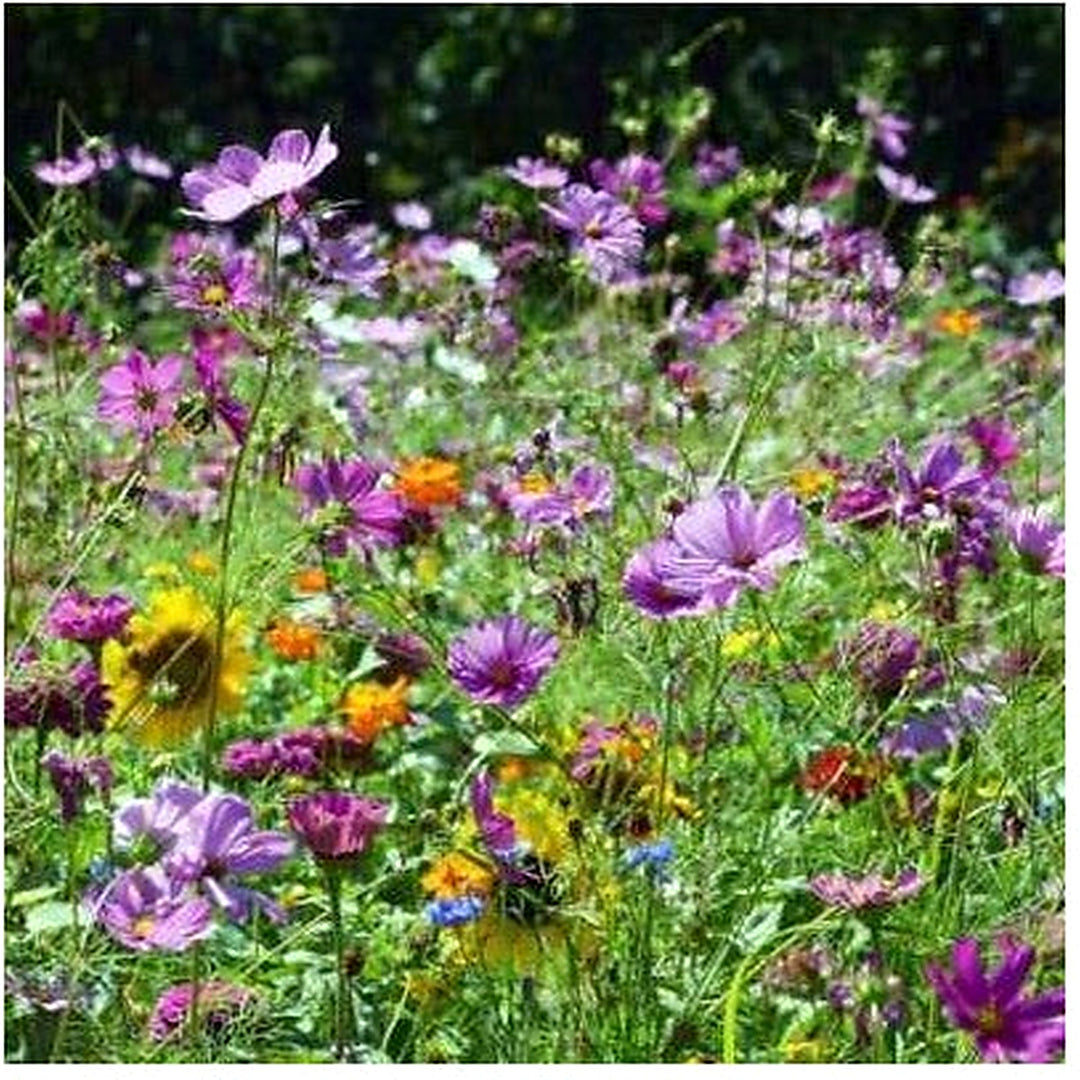 Wildflower Mix Butterfly Hummingbird Heirloom Flowers Usa Non Gmo Planting Flower Seeds [neera-v5-0992b889b44626d4b7a4]