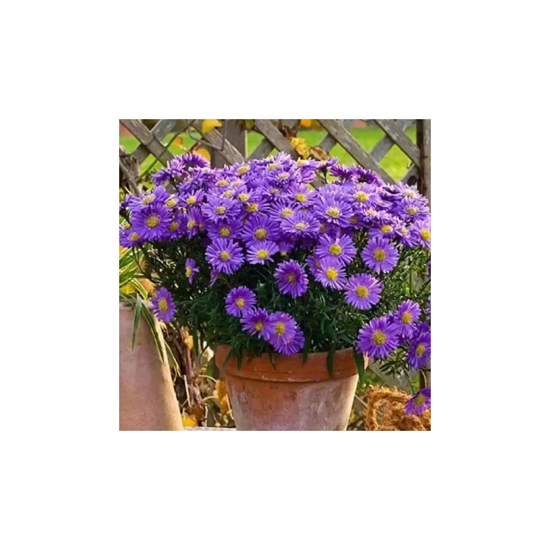 Heirloom Non Gmo China Aster Flower For Planting Beautiful Blooming Garden Flower Seeds for Home [neera-v5-0994add21b515b5b2be3]