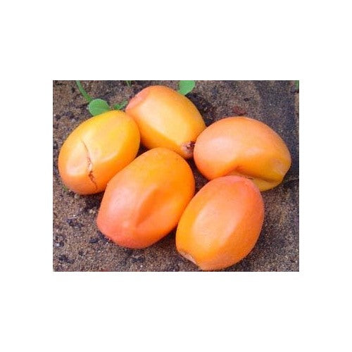 Passion Fruit Seeds for Planting [neera-v5-099625e1a6df038fff2e]