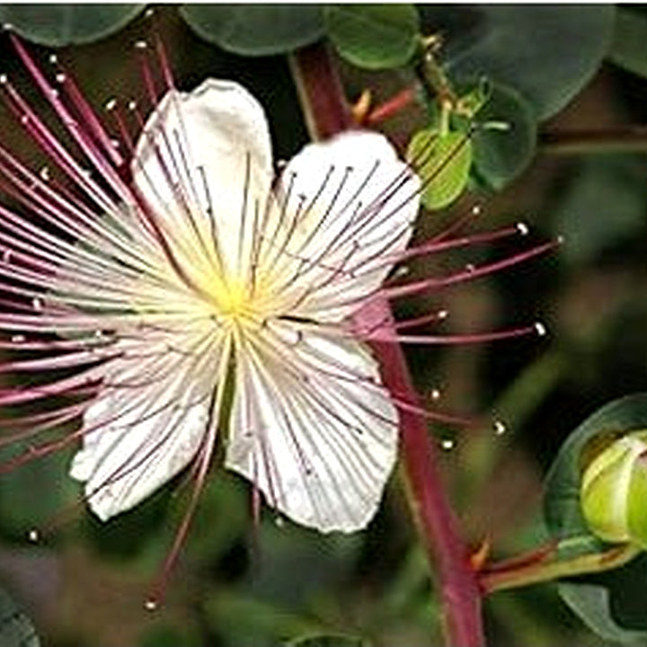 Capparis Spinosa (Caper Bush) Flower Seeds for Planting [neera-v5-099a0e38f872e6b260f8]