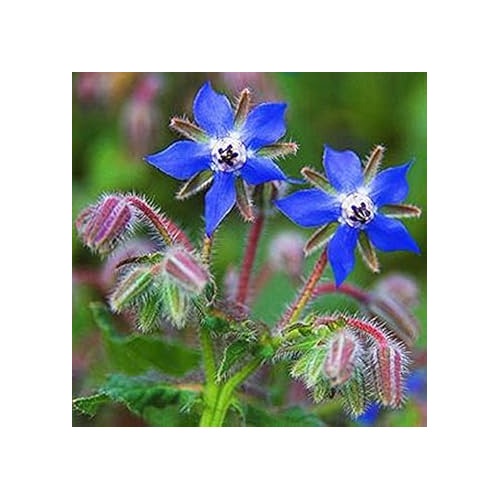 Borage Blue Flower Seeds for Planting [neera-v5-09afce5ff7cbc1aa4d8a]