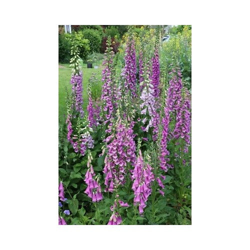 Pink Purple Organic Of Foxgloves Digitalis Purpurea Shades Of Heirloom Non Gmo Flower Seeds [neera-v5-09b0c5224dbe6c63cd51]