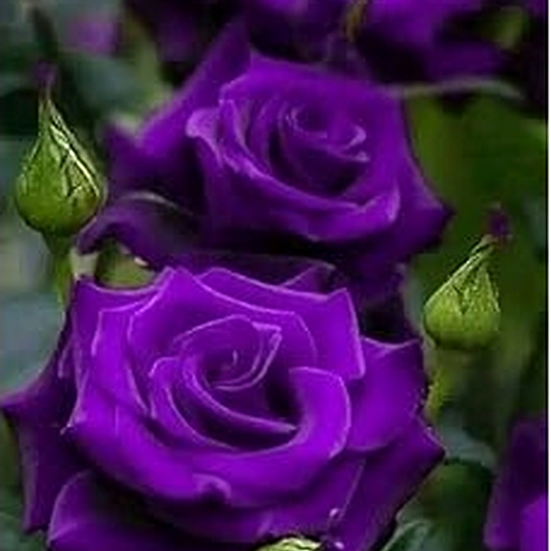 Thick Purple Rose Plant Seeds [neera-v5-09b65efeb5ebdae39bf3]