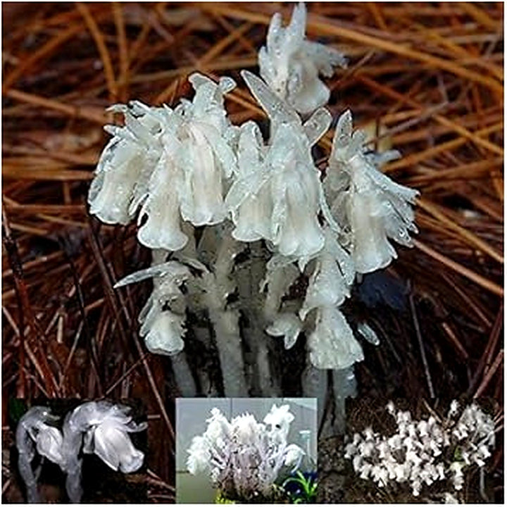 Organic White Monotropa Uniflora Flower Seeds for Planting [neera-v5-09bc391c10ae5cc25f76]