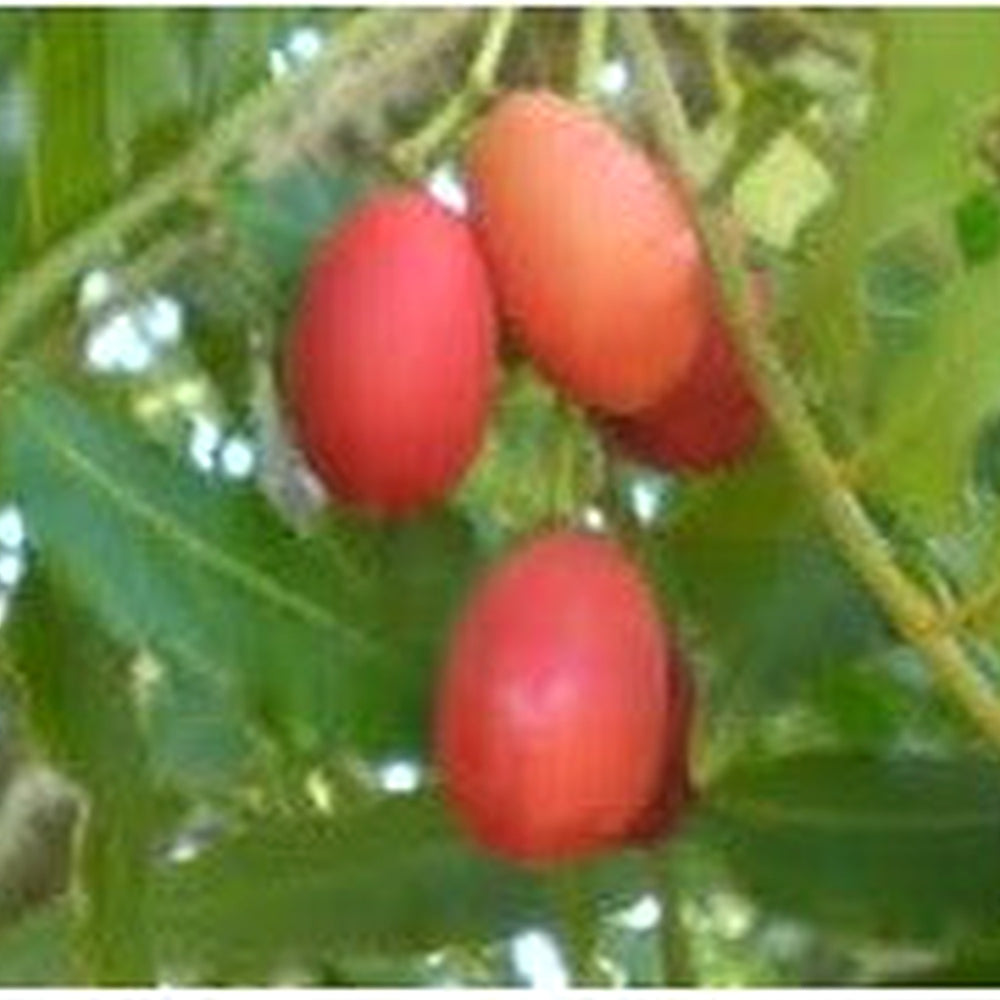 Harpephyllum Caffrum Seeds [neera-v5-09bf56ecbfe23635e017]