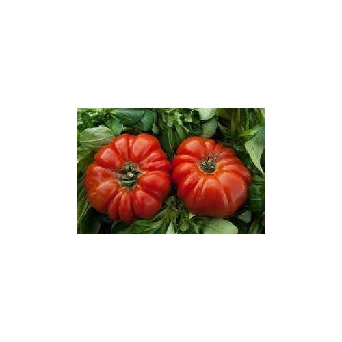 Heirloom Non-GMO RAF Tomato Seeds for Planting [neera-v5-09c3a05189cc663af232]