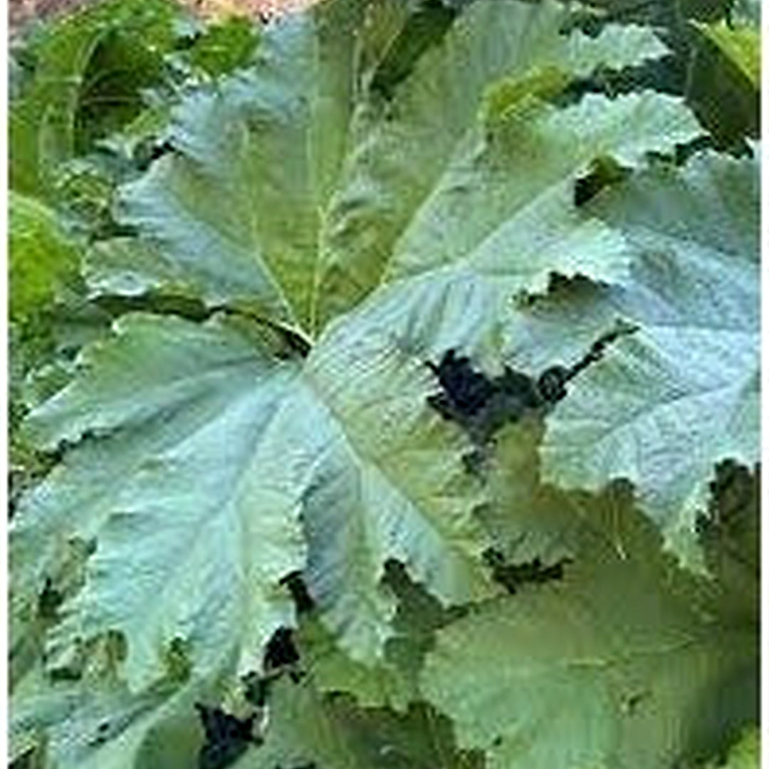 Gunnera Manicata Vegetable Seeds for Planting [neera-v5-09cc02a8c066d86321fc]