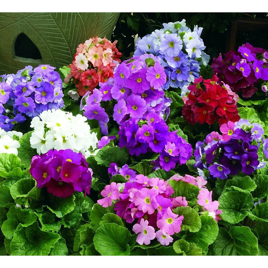 Violet Heirloom Non Gmo Primula Obconica Flower For Garden Planting Primrose Flower Seeds for Home [neera-v5-09cec8015af45365cf8d]