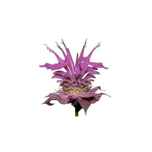 Bergamot Wild Planting Bee Balm A Perennial Medicinal Herb Culinary Flower Heirloom Non Gmo [neera-v5-09d4e34e9e118b4b25fb]
