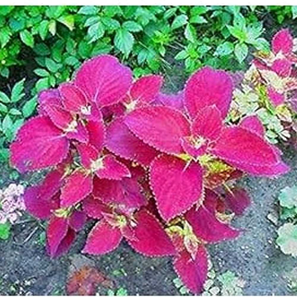 Velvet Coleus Jazz Flower Seeds for Planting [neera-v5-09d88b513775f565e9e6]