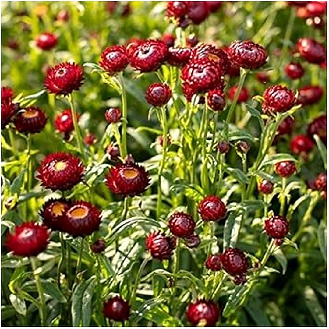 Red Helichrysum Bracteatum Seeds for Planting [neera-v5-09dfaa925f2ec205dbf7]