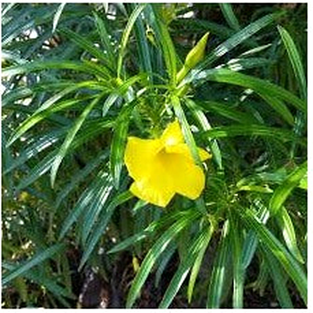 Thevetia Peruviana Flower Seeds for Planting [neera-v5-09e024f34059eadce675]