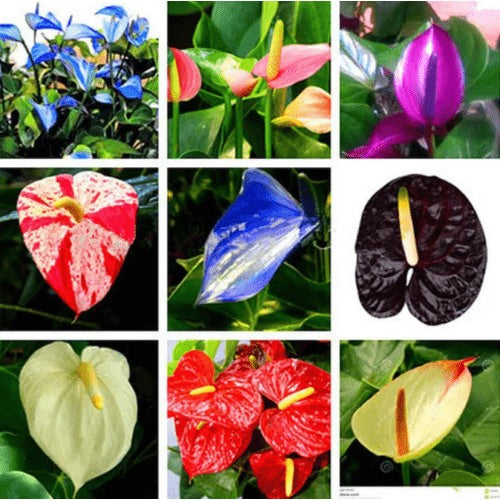 Anthurium Mixed Color Flower Seeds for Planting | Heirloom Non-GMO High Germination Organic Garden Seeds [neera-v5-09e47ea27bec5c8ad78a]