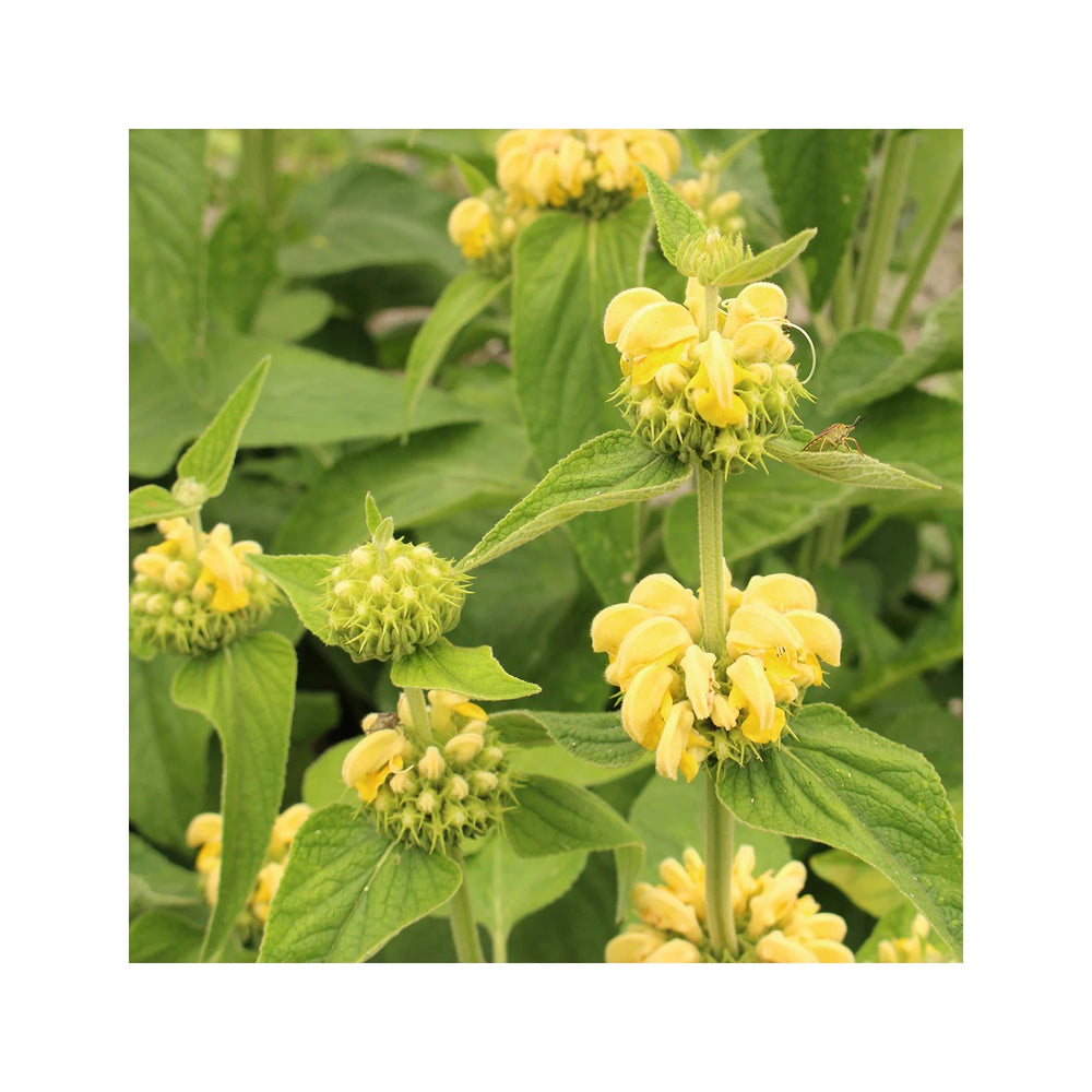 Sage Jerusalem Flower Heirloom Non Gmo Aromatic Blooms Drought Tolerant Garden Planting Flower [neera-v5-09ea40309382bfa04e7f]